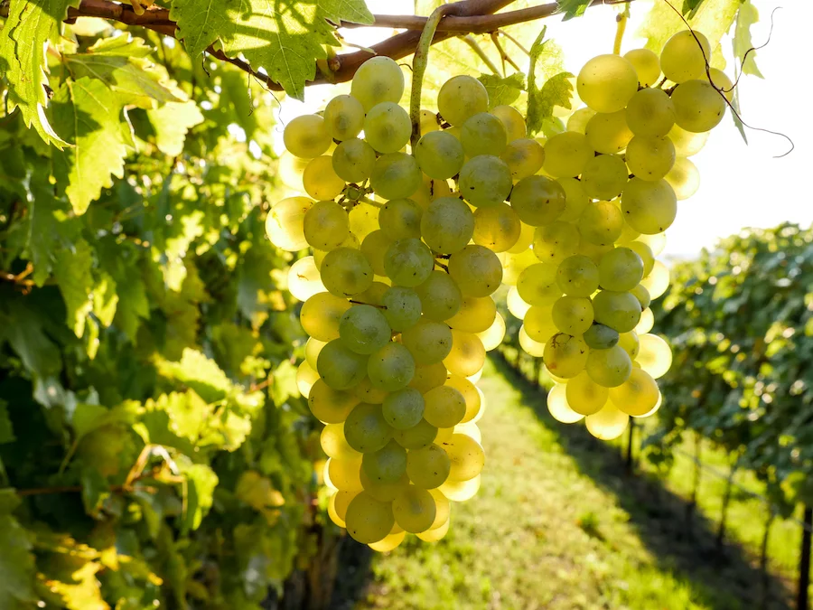 Durello_Durella in vigneto_testo