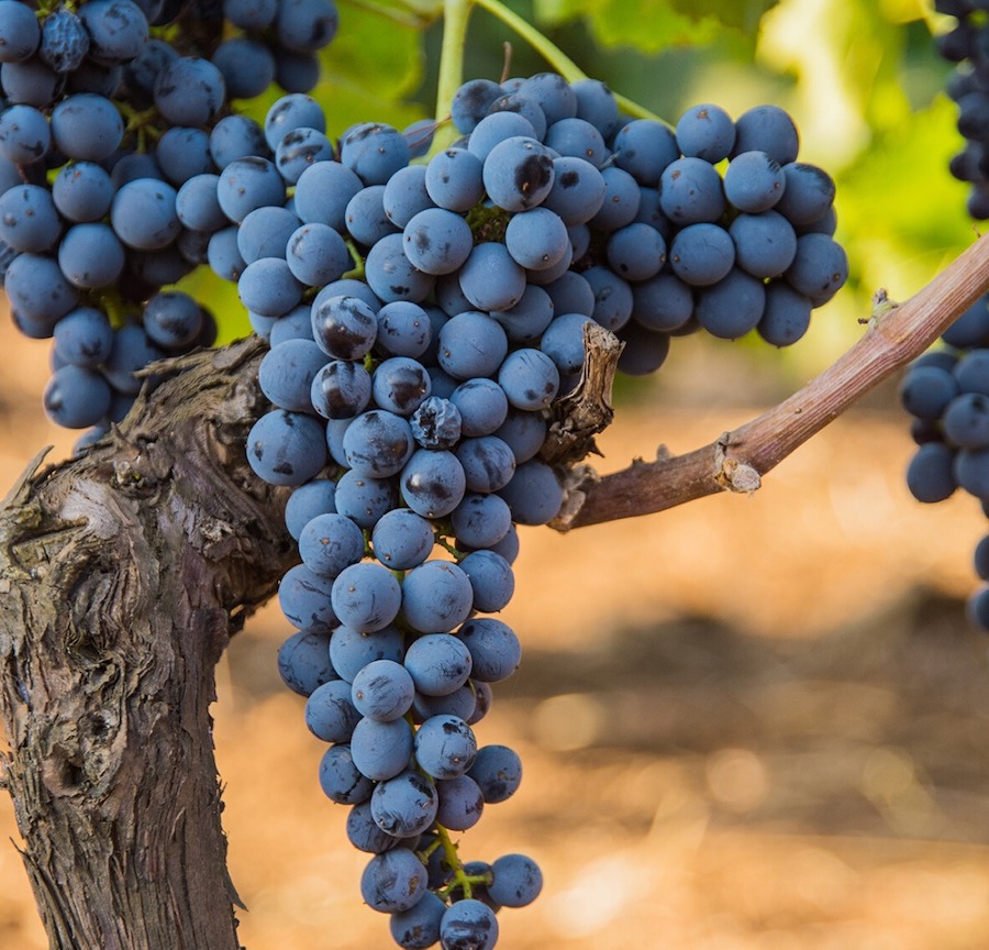 sicilia vino futuro_evidenza_frappato