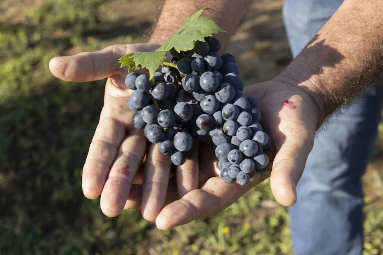 morellino scansano_copertina