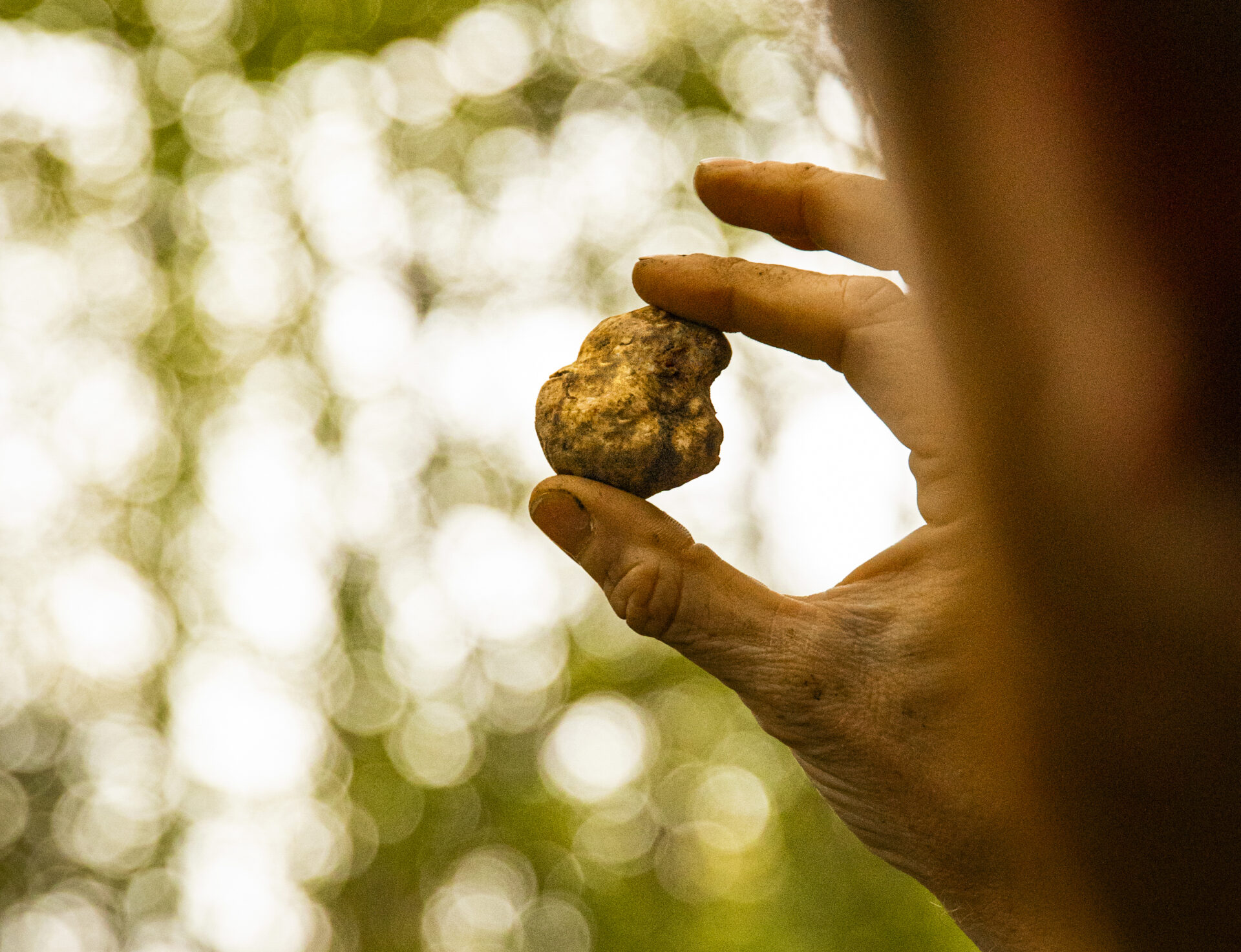 tartufo e barolo_evidenza
