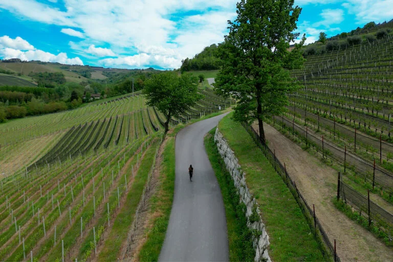 vini-cantina-saffirio_evidenza