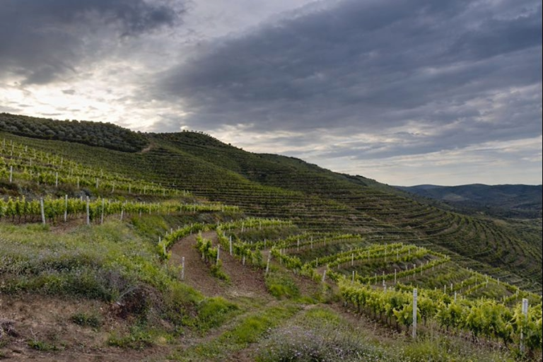 Çobo Winery_albania_evidenza_news