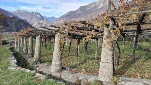 carema video_evidenza_