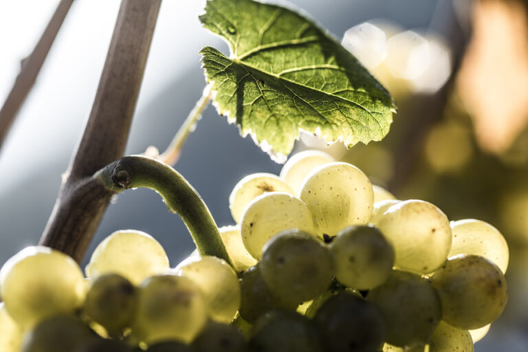 pinot_bianco_nals margreid