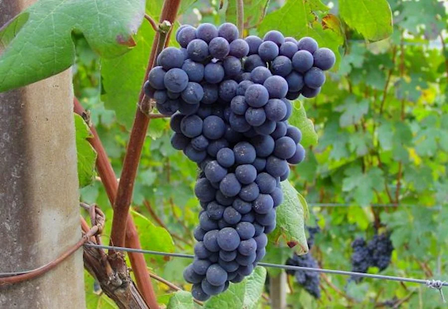 Grandi Langhe 2026_nebbiolo_testo