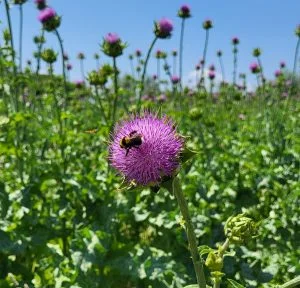botaniche vermouth_cardo mariano_evidenza
