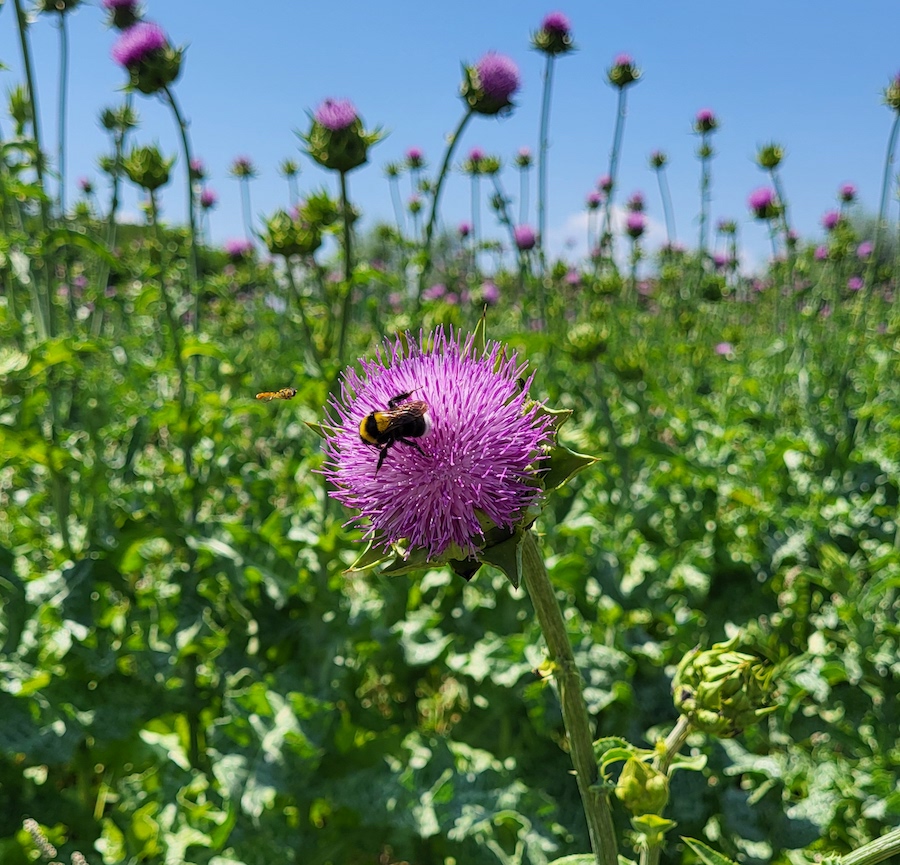 botaniche vermouth_cardo mariano_evidenza
