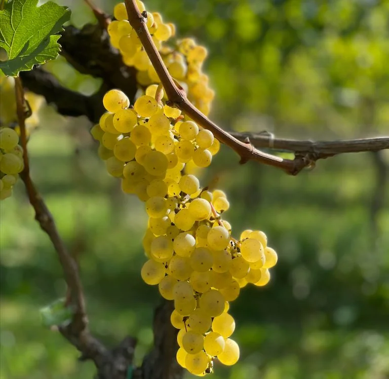 vino biologico_evidenza