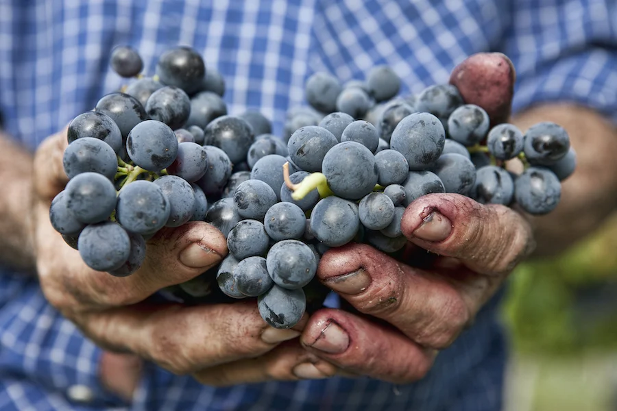 vino biologico_testo