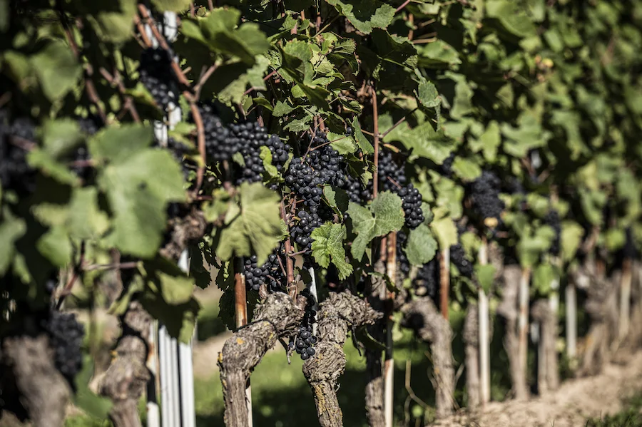 Biodimamico_demeter_testo