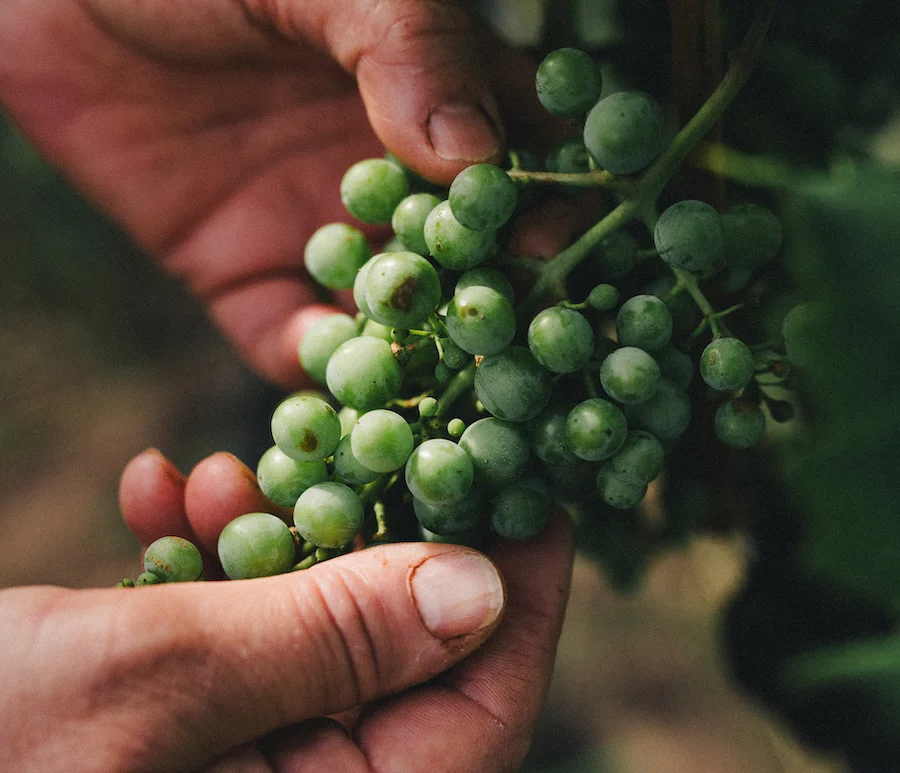 Biodinamici_demeter_testo