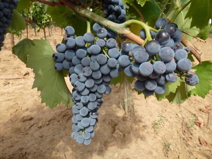 Ciliegiolo-e-cucina-giapponese_testo