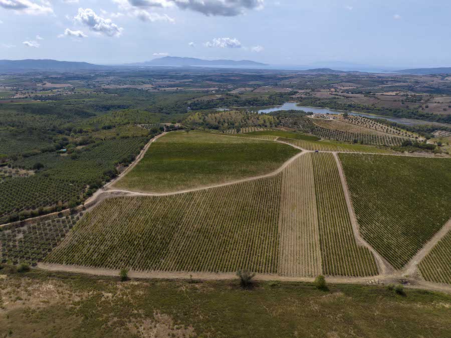 Ciliegiolo_cucina_giapponese_testo_Vigne Zona Magliano da Drone