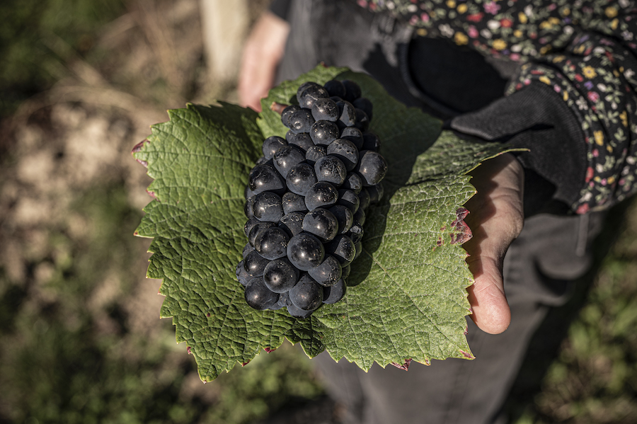 biodinamico_evidenza_demeter