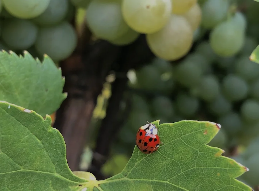 diversity ark_testo2