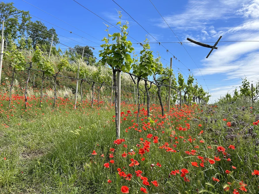 diversity ark_testo3