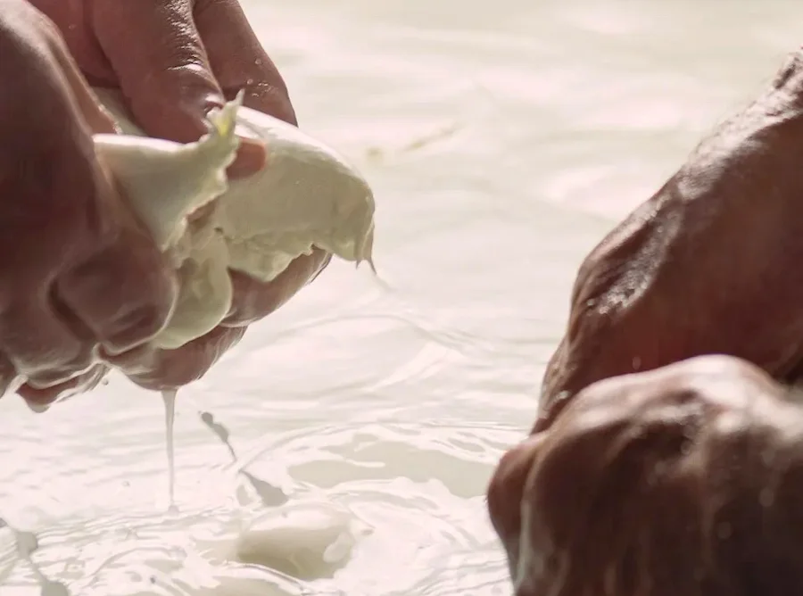 mozzarella di bufala campaga_testo