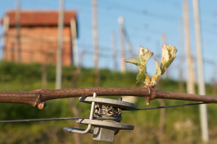 pelissero_testo_Vigna San Giuliano - ciabot