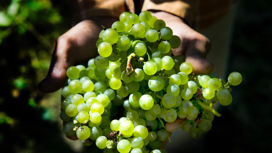 perla del garda_lugana_testo