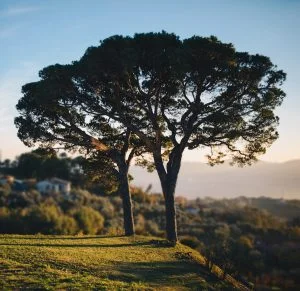 Terenzuola_i pini di corsano_evidenza_