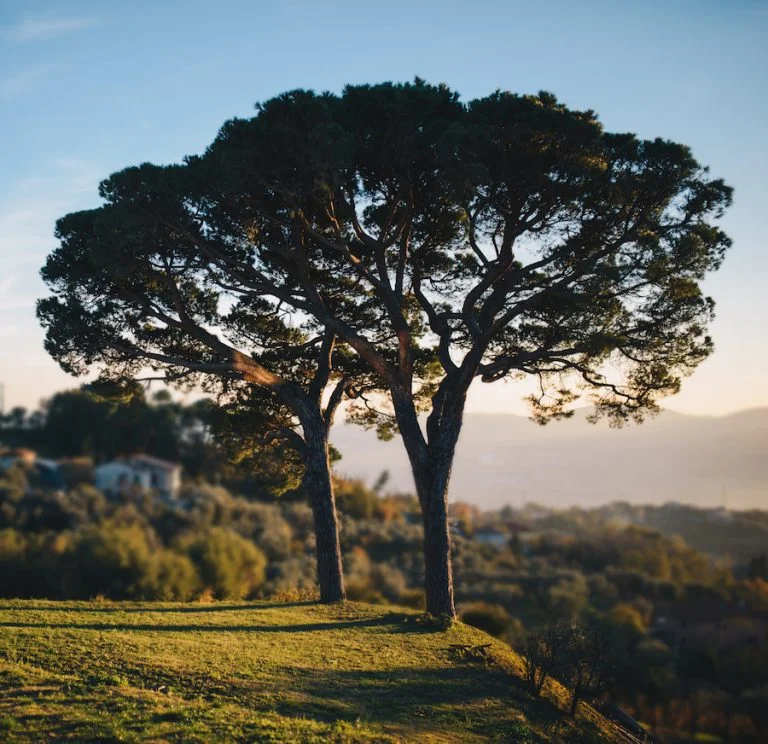 Terenzuola_i pini di corsano_evidenza_