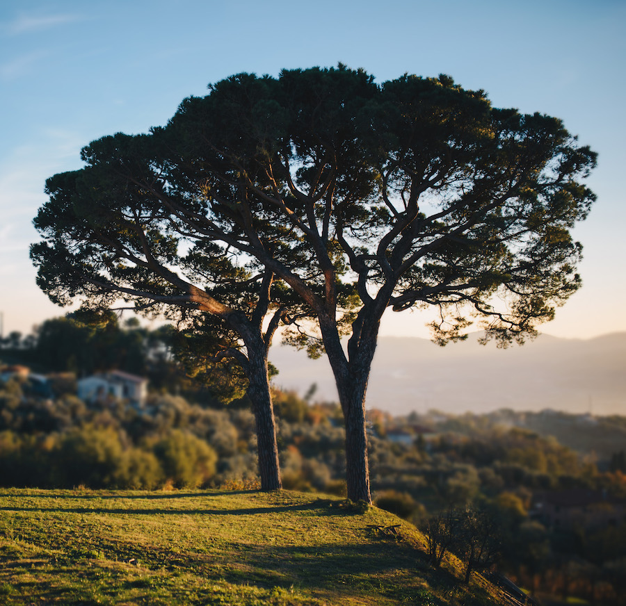 Terenzuola_i pini di corsano_evidenza_