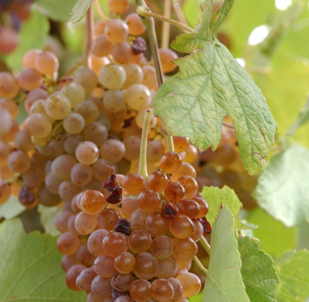 Terenzuola_testo_UVE vermentino_terenzuola_testo