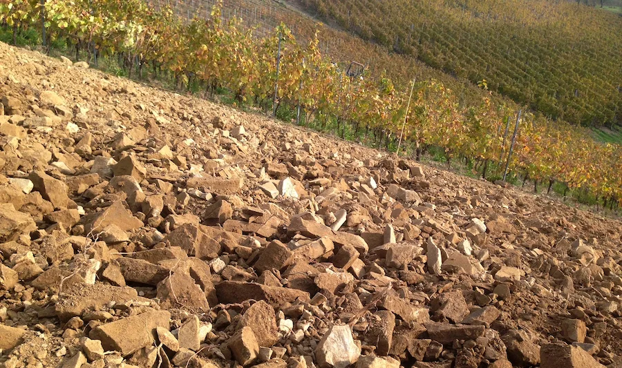 Terenzuola_testo_terreno_pini