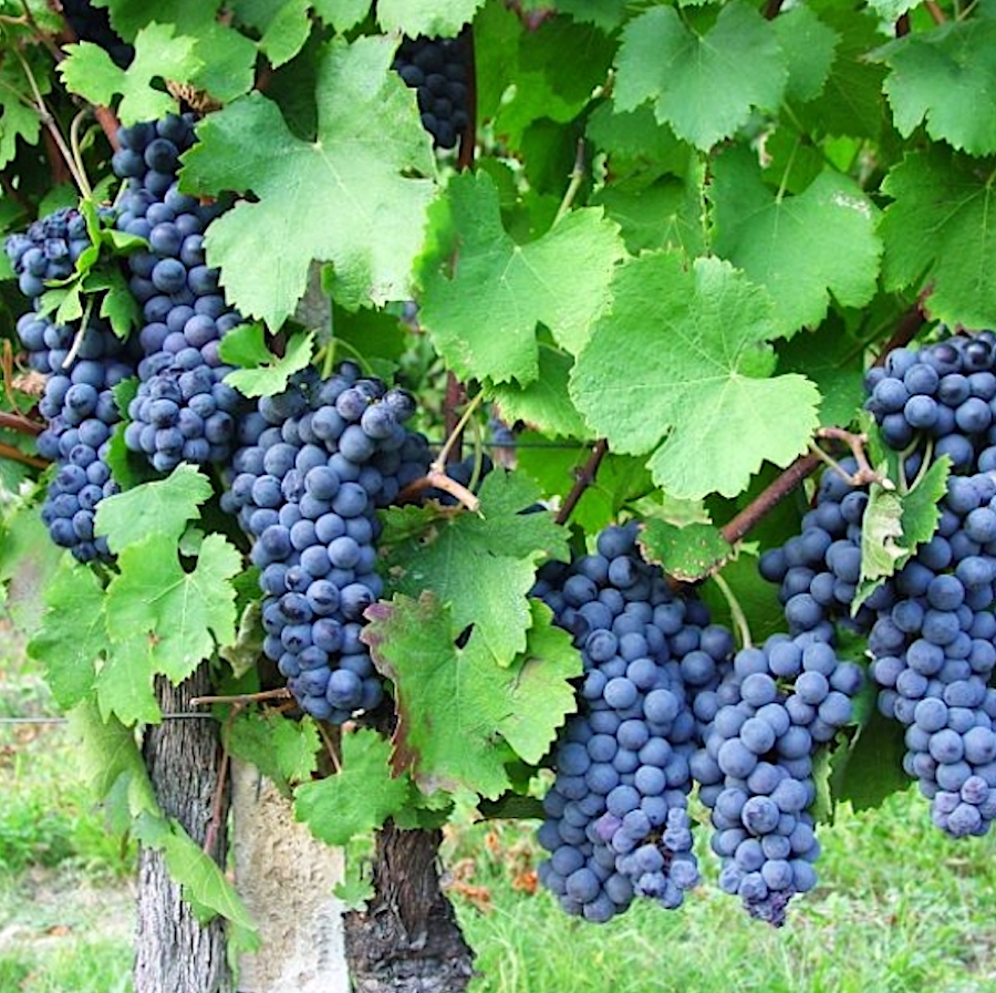 freisa_langhe doc_testo