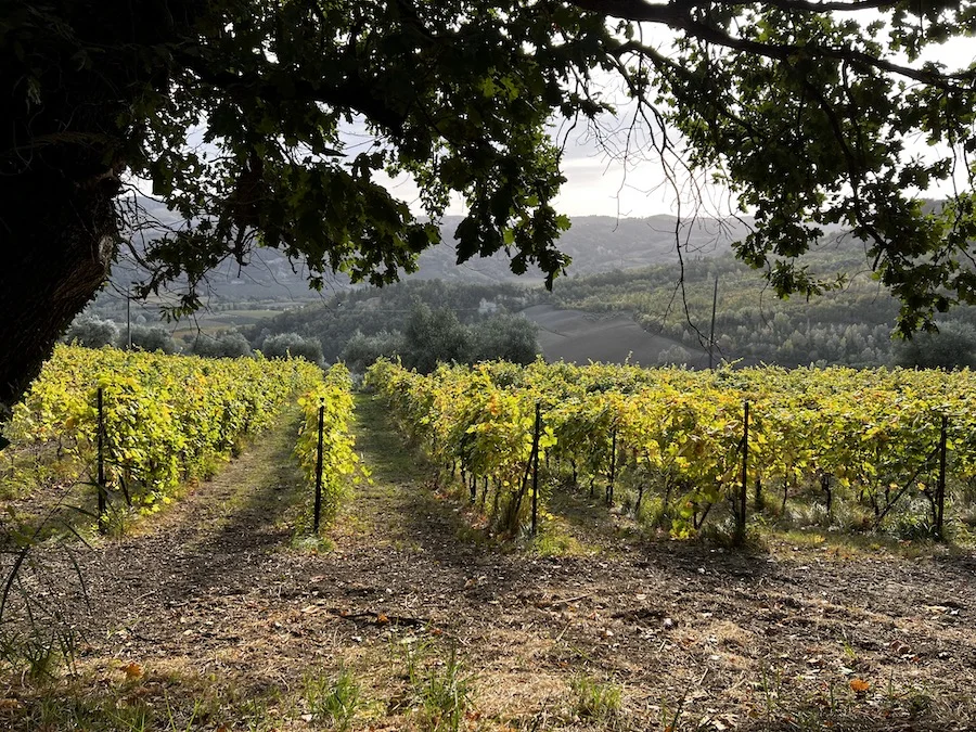 maurizio costa_testo