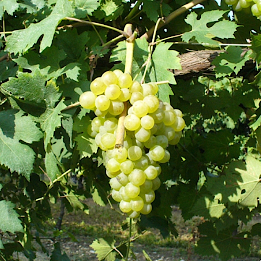 nascetta_langhe doc_testo