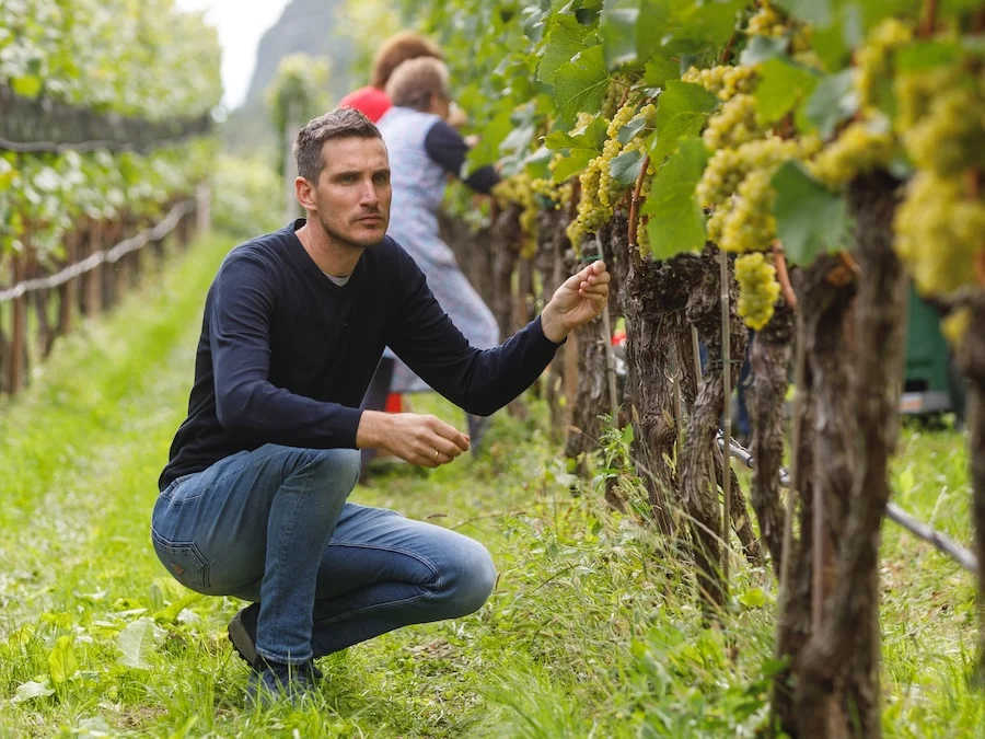 Cantina Sankt Pauls_enologo Philipp Zublasing in una delle parcelle di Pinot Bianco a San Paolo. destinate al vino Kalkberg ©ThiloWeimar
