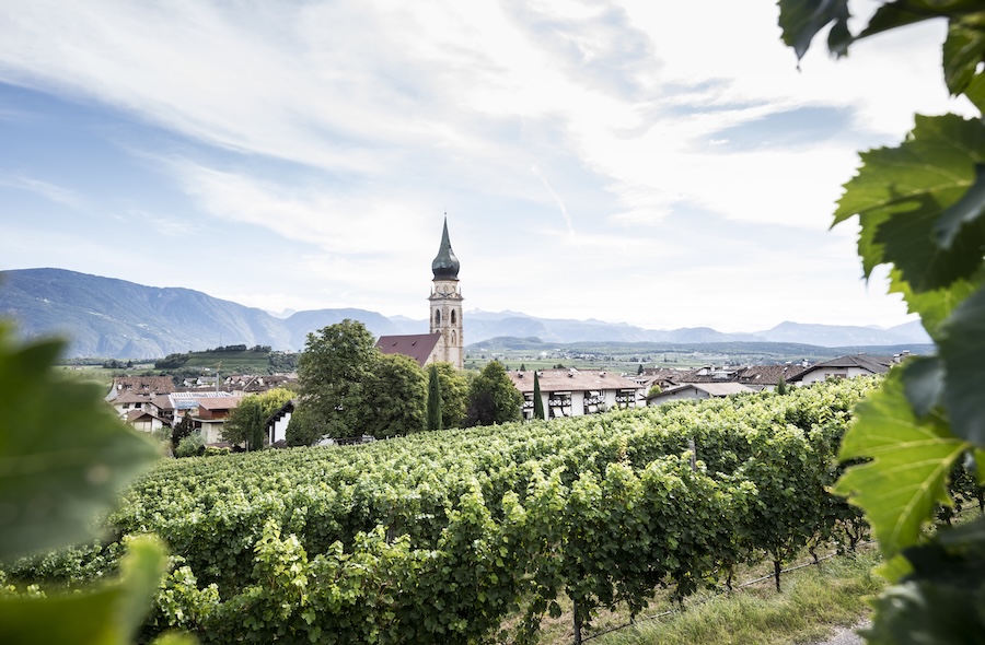 Cantina Sankt Pauls_evidenza_vigneti a San Paolo 3 &copy;AlexFilz