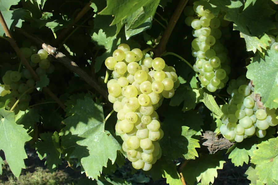 Riesling italico_oltrepò pavese_testo
