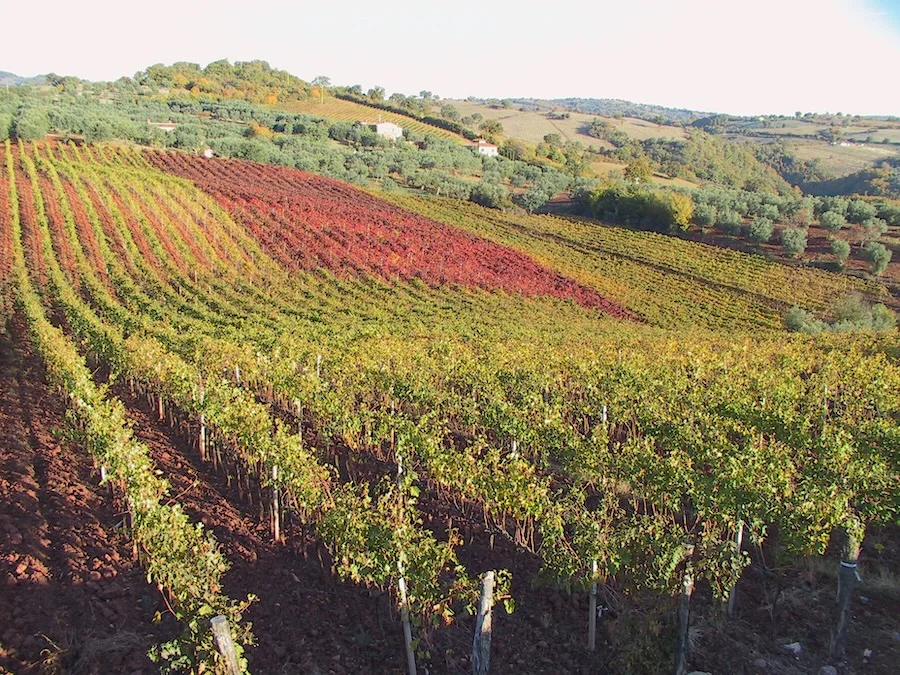 provveditore_vermentino_Vigneto