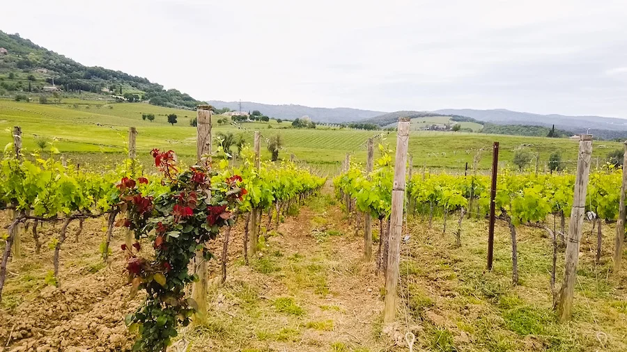 brunello montalcino frescobaldi castel giocando