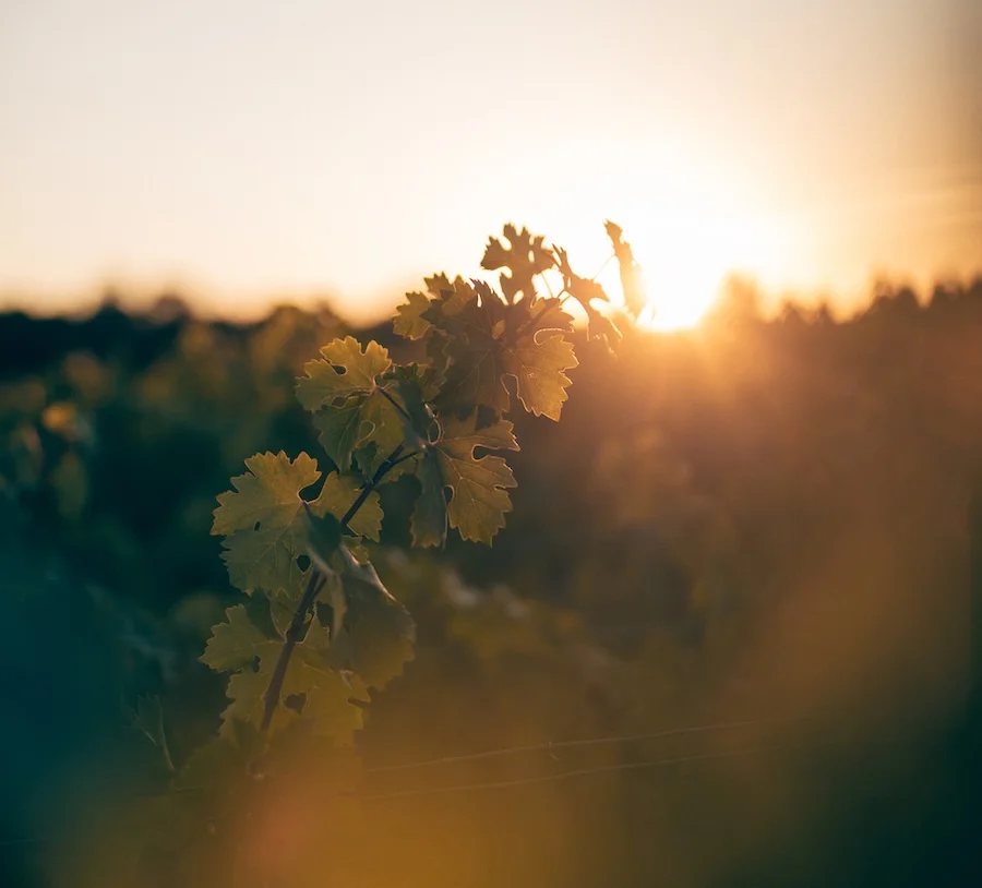 vines-chateau-rauzan