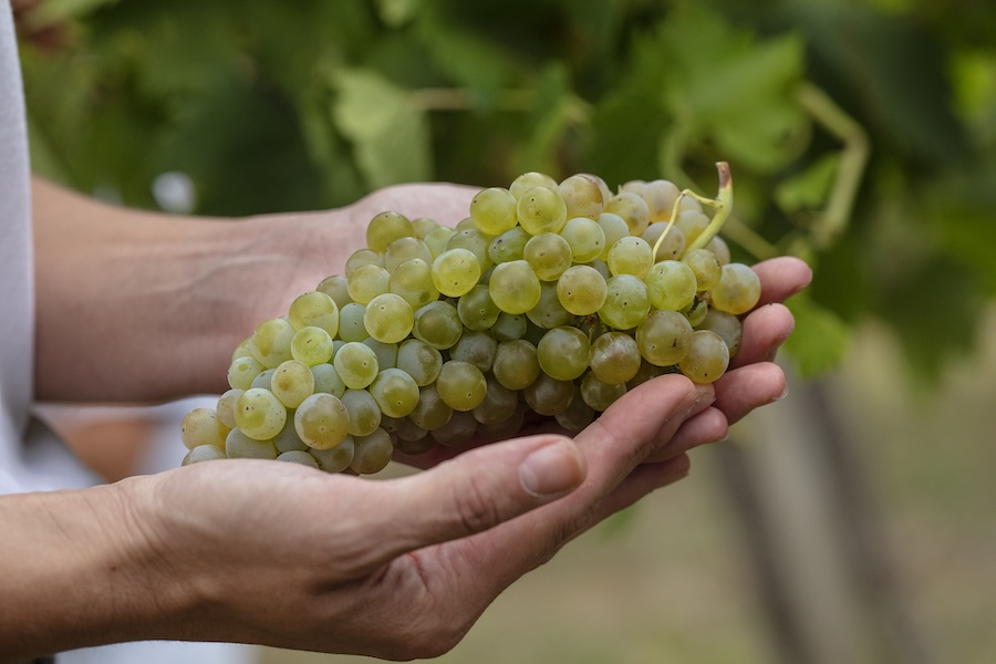Grappolo 2 @ Consorzio Vernaccia San Gimignano