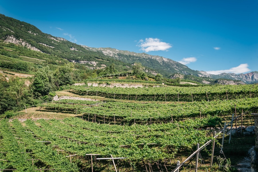 Letrari_testo_CampagneSasso_2023_06_24_LucaMatassoni_HD_10