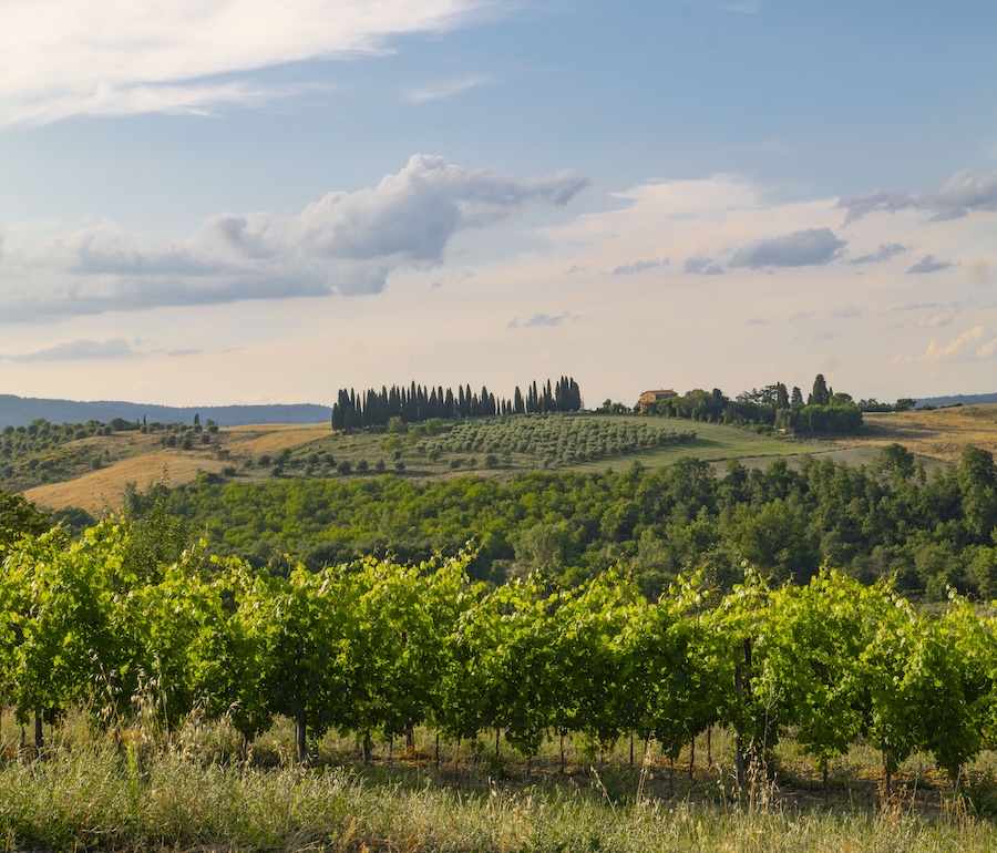 Vigneti Tenuta le Forconate_evidenza
