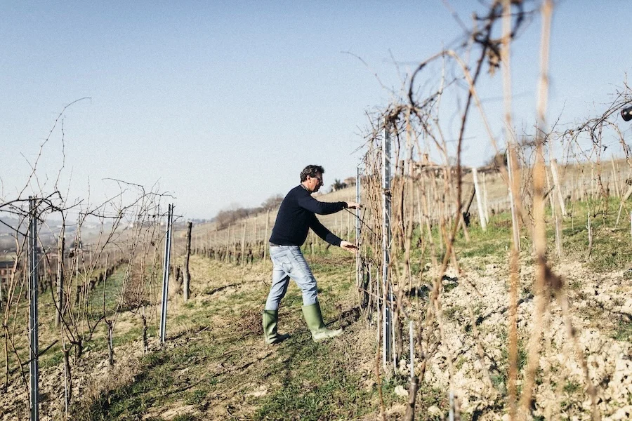 adriano grasso in vigna_testo