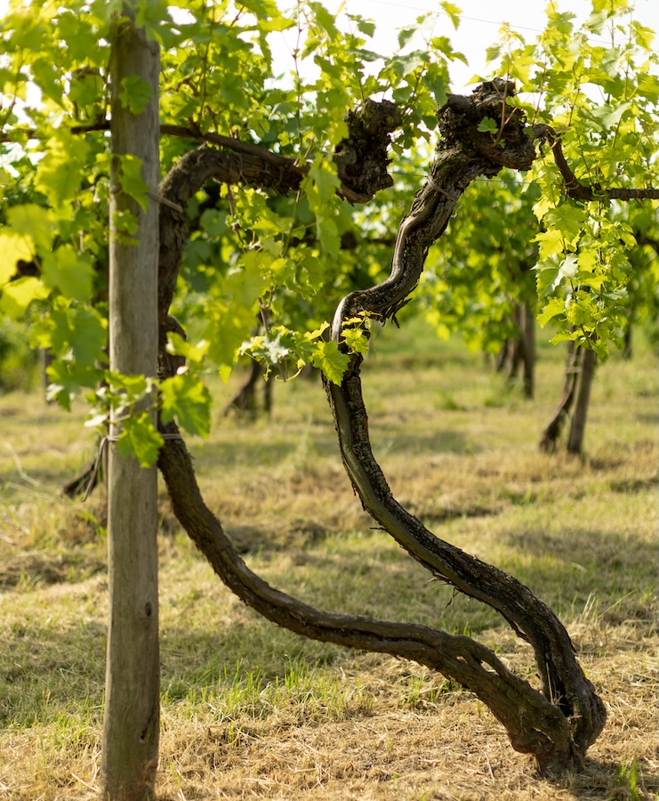 doc venezia_evidenza_Vigna di Cassone Padovano nel Lison Pramaggiore
