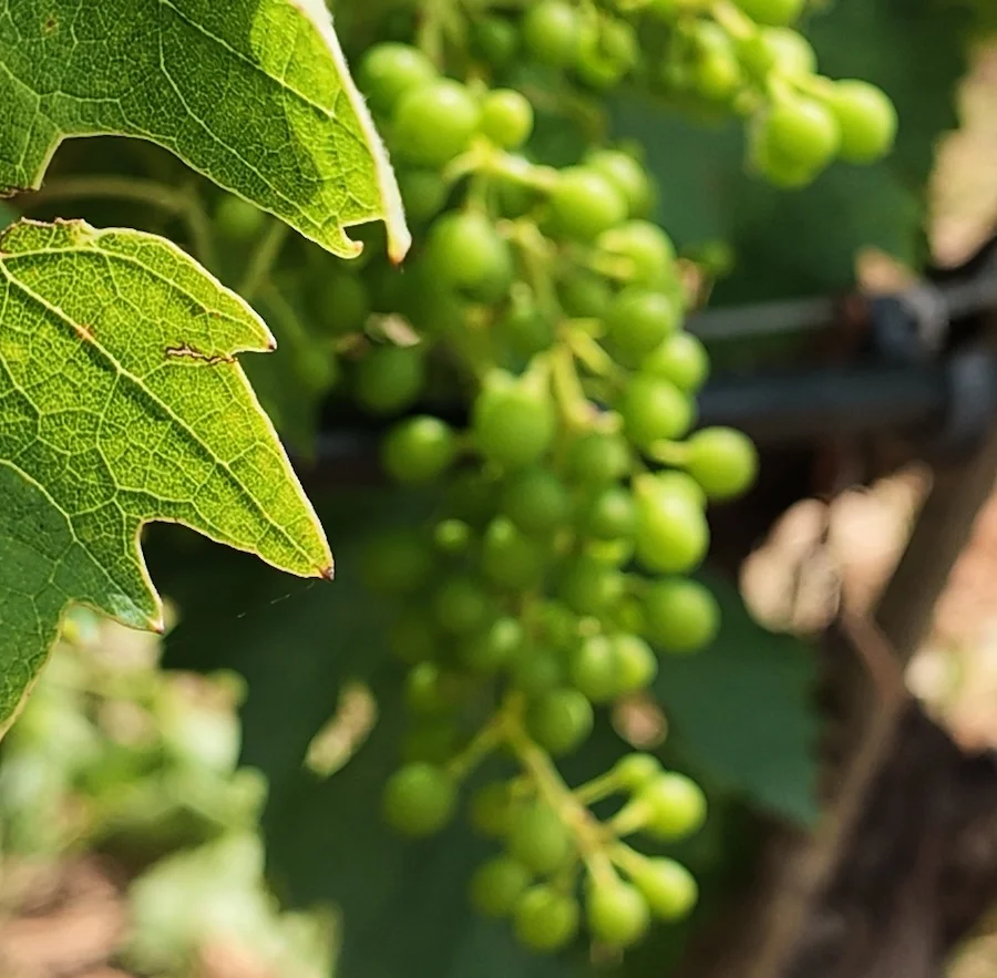 rosso morellino_scansano_grappolo_credits giucolvino