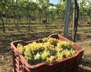 Etna versante Nord_evidenza_8 - Vendemmia