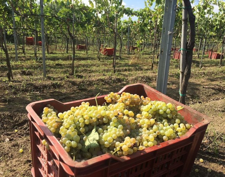 Etna versante Nord_evidenza_8 - Vendemmia