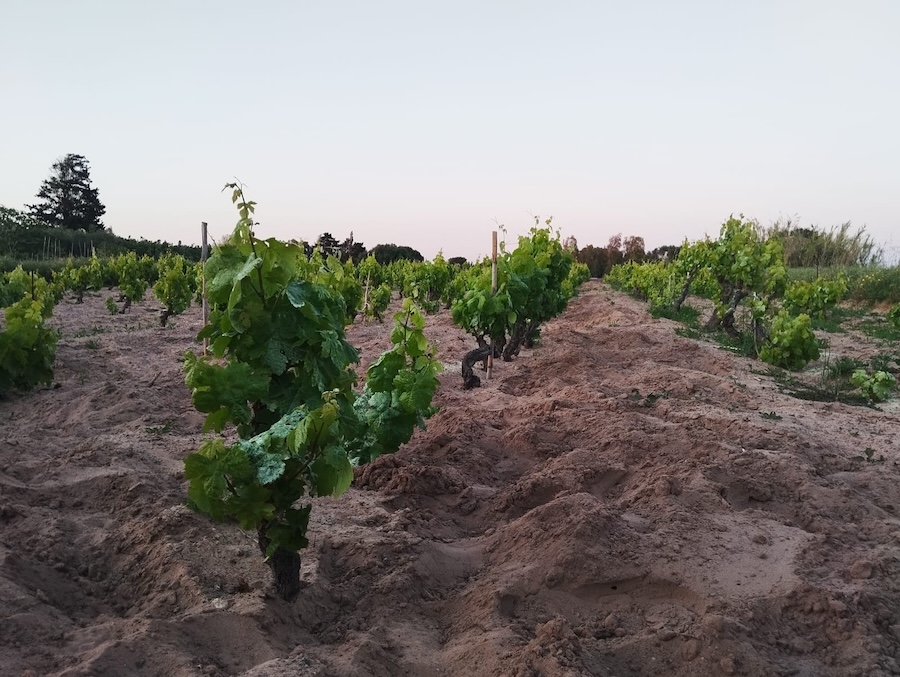 guida vini sardegna_testo_Alberelli di Carignano su sabbia di circa 80 anni a Calasetta dell'azienda Carpante