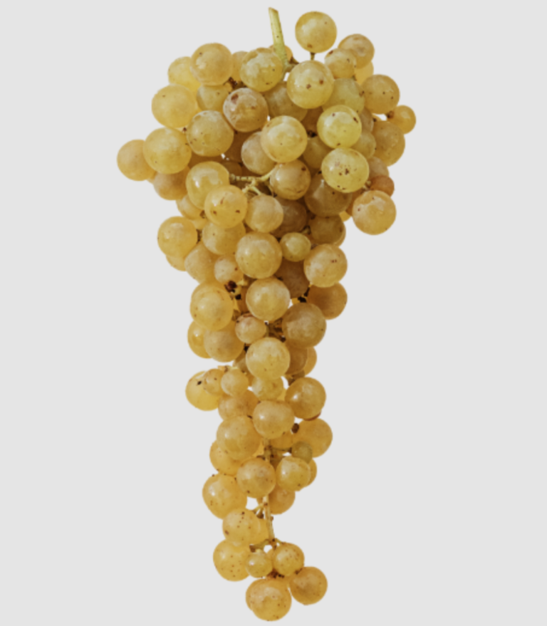 canelli_evidenza_moscato_2026