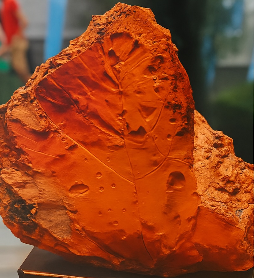 fossile di foglia di vite IV-VI millenio a.c. trovato a nord Moldova