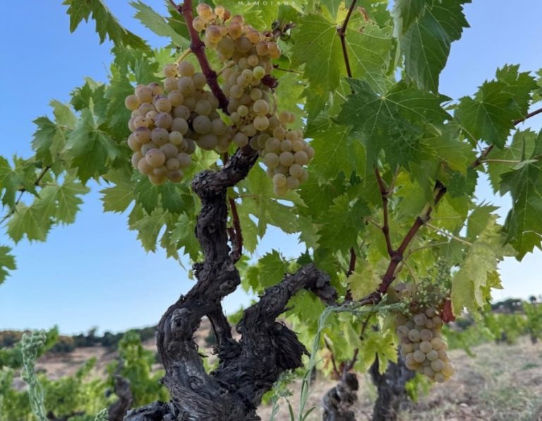 guidivinisardegna_evidenza_Vigna di Granazza dell'azienda Marco Canneddu a Mamoiada