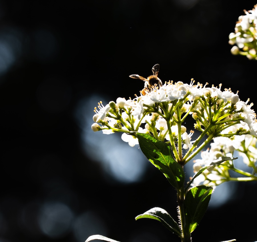 Vecchie terre di montefili_testo_Biodiversity_Bees